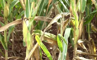 Falta de chuvas e altas temperaturas prejudicam produção de milho no Paraná