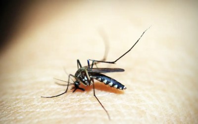 Brasil soma mais de 500 mil casos de dengue; queda de quase 70% 